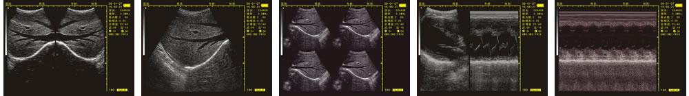 V-20掌上B型超聲診斷儀(動(dòng)物版)一流的數(shù)字成像技術(shù)，圖像更清晰